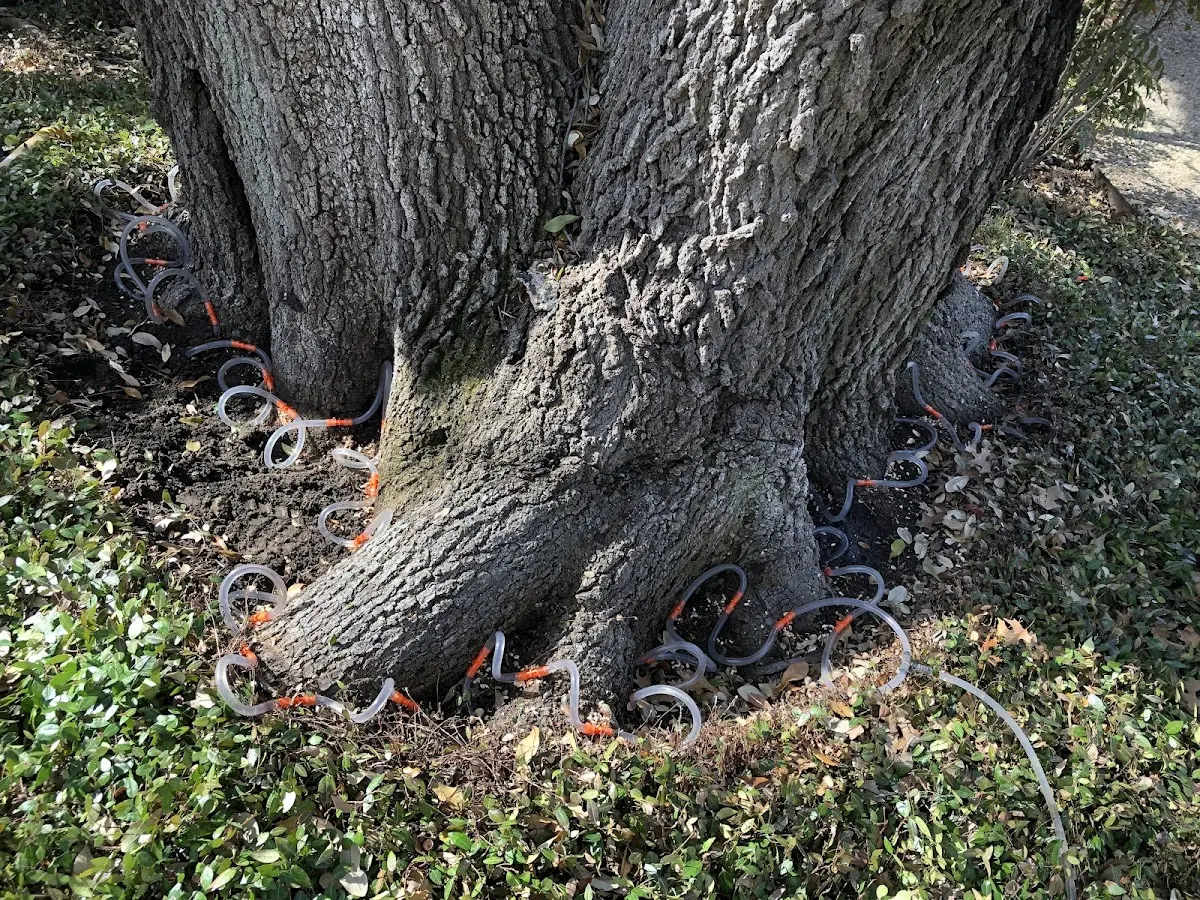 Detailed Tree Cabling and Bracing job site in Linville