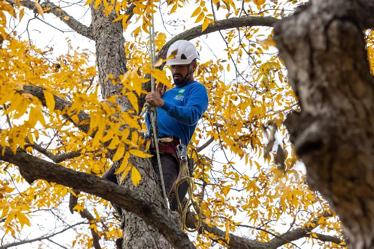 Skilled Storm Damage Cleanup crew working in Linville
